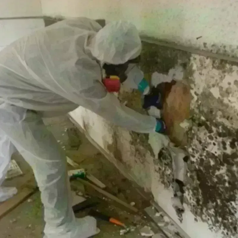 Mold Remediation and Removal in Whiteman Air Force Base, MO